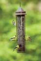 Fund Squir Fdr w Gfinches
