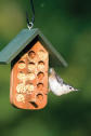 BarkButter_Suet&Mealworms_White-breastedNuthatch