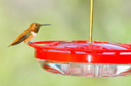 High Perch Hummingbird Feeder w Rufous Hummingbird